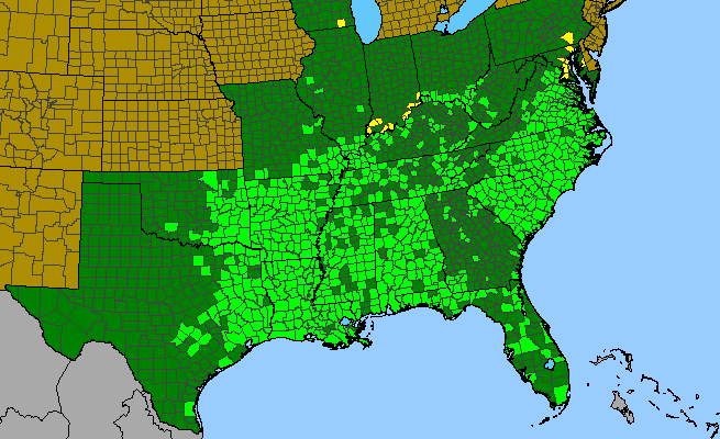 The range of Ludwigia decurrens
